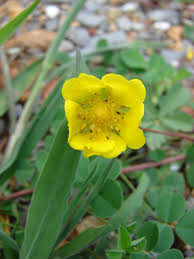 Attēlu rezultāti vaicājumam “Potentilla reptans flower”