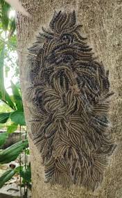 Attēlu rezultāti vaicājumam “Euthrix potatoria larva”