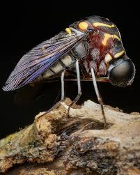 Attēlu rezultāti vaicājumam “Sinodendron cylindricum male”