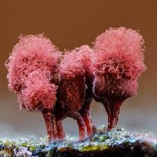 Attēlu rezultāti vaicājumam “Cribraria macrocarpa”