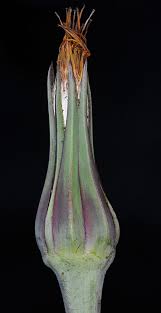 Attēlu rezultāti vaicājumam “Tragopogon heterospermus bud”