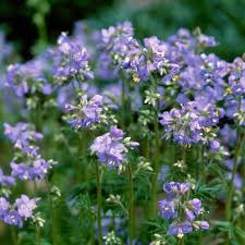 Attēlu rezultāti vaicājumam “Polemonium caeruleum”