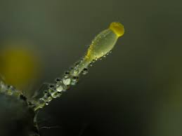 Attēlu rezultāti vaicājumam “Pilobolus crystallinus”