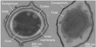 Attēlu rezultāti vaicājumam “Enteridium corticatum spores”