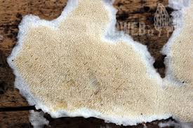 Attēlu rezultāti vaicājumam “Skeletocutis”