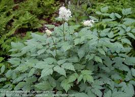 Image result for Christophskraut