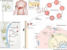 Attēlu rezultāti vaicājumam “Enteridium olivaceum plasmodium”