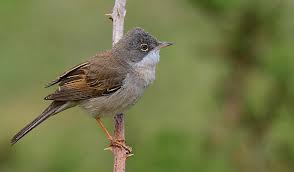 Attēlu rezultāti vaicājumam “Sylvia communis adult”