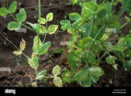 Attēlu rezultāti vaicājumam “Mycosphaerella millegrana”