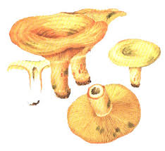 Attēlu rezultāti vaicājumam “Lactarius deliciosus”