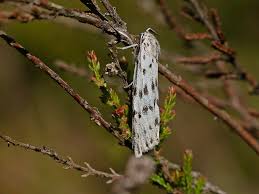 Attēlu rezultāti vaicājumam “Coscinia cribraria”