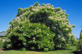 Attēlu rezultāti vaicājumam “Catalpa”