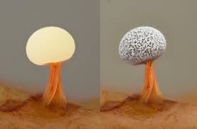 Attēlu rezultāti vaicājumam “Diderma radiatum plasmodium”