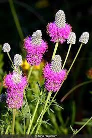 Attēlu rezultāti vaicājumam “Cribraria purpurea”