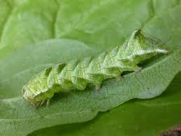 Attēlu rezultāti vaicājumam “Melanchra persicariae larva”