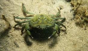 Image result for Carcinus maenas