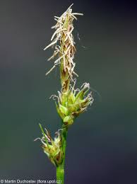 Attēlu rezultāti vaicājumam “Carex pilulifera”