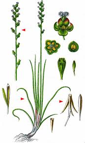 Attēlu rezultāti vaicājumam “Triglochin palustre fruit”