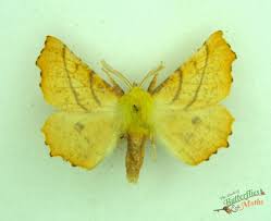 Attēlu rezultāti vaicājumam “Ennomos alniaria”