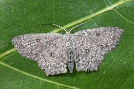 Attēlu rezultāti vaicājumam “Cyclophora pendularia”