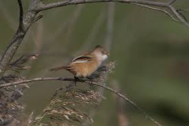 Attēlu rezultāti vaicājumam “Panurus biarmicus female”