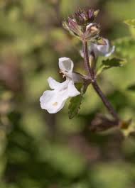 Attēlu rezultāti vaicājumam “Antrodia crassa”