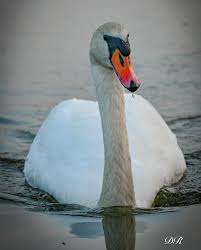 Attēlu rezultāti vaicājumam “Cygnus olor adult”