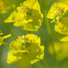 Attēlu rezultāti vaicājumam “Euphorbia virgata leaf”