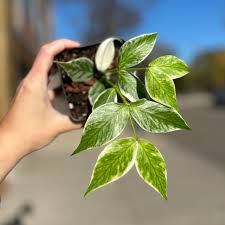 Attēlu rezultāti vaicājumam “Arenaria procera leaf”