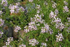 Attēlu rezultāti vaicājumam “Cakile maritima subsp. baltica flower”