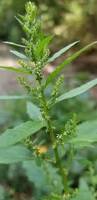 Image result for Chenopodium ambrosioides