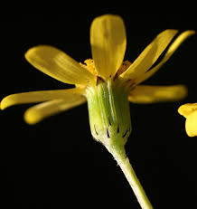Attēlu rezultāti vaicājumam “Senecio vernalis bud”