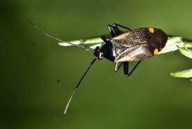 Attēlu rezultāti vaicājumam “Adelphocoris seticornis”