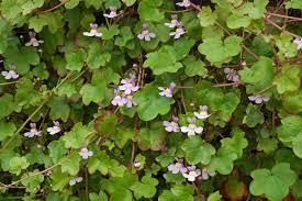 Attēlu rezultāti vaicājumam “Cymbalaria muralis leaf”