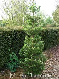 Attēlu rezultāti vaicājumam “Abies koreana”