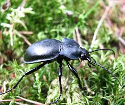 Attēlu rezultāti vaicājumam “Carabus glabratus”