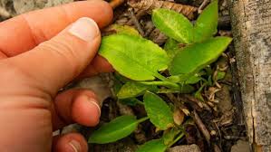 Attēlu rezultāti vaicājumam “Symphyotrichum x salignum leaf”