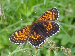 Attēlu rezultāti vaicājumam “Melitaea diamina”