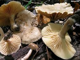 Attēlu rezultāti vaicājumam “Lactarius”