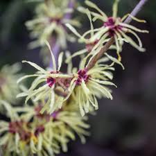 Attēlu rezultāti vaicājumam “Hamamelis”