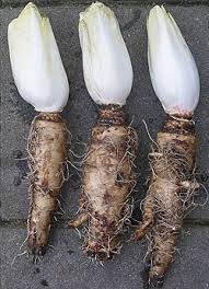 Image result for Zichorie