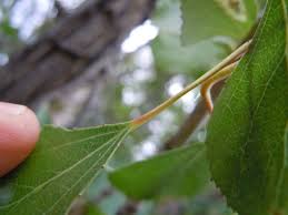 Attēlu rezultāti vaicājumam “Populus nigra leaf”