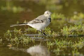 Attēlu rezultāti vaicājumam “Motacilla alba juvenile”