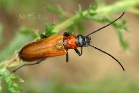 Attēlu rezultāti vaicājumam “Anogcodes melanurus”