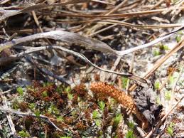 Attēlu rezultāti vaicājumam “Polytrichum juniperinum sporophyte”