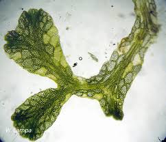 Attēlu rezultāti vaicājumam “Riccia rhenana”