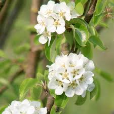 Attēlu rezultāti vaicājumam “Pyrus communis flower”