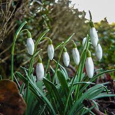 Attēlu rezultāti vaicājumam “Galanthus nivalis flower”