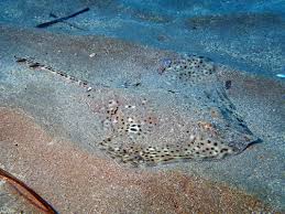 Image result for Raja polystigma