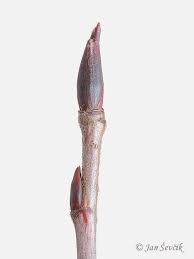 Attēlu rezultāti vaicājumam “Aronia melanocarpa bud”